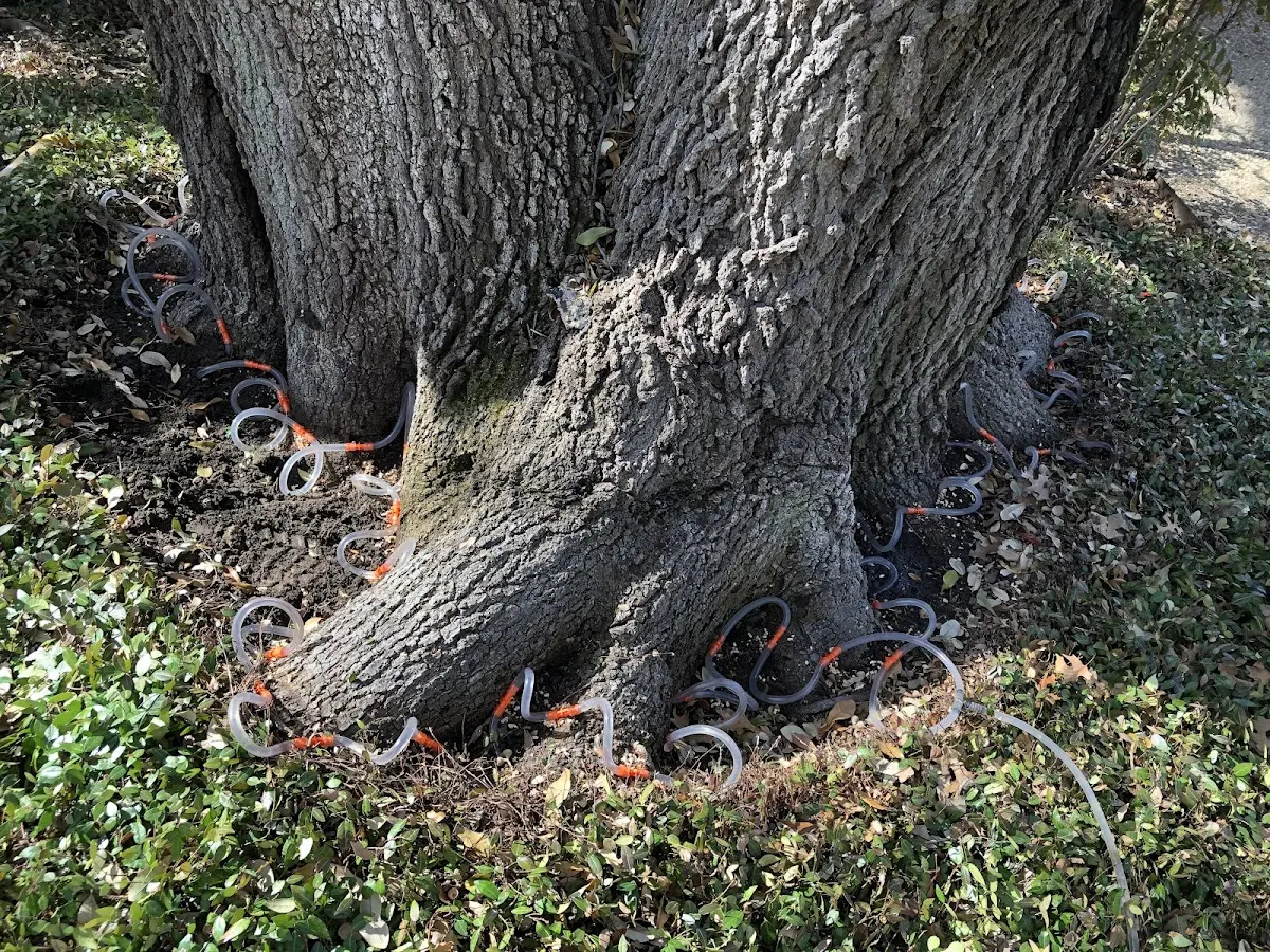 Detailed Tree Cabling and Bracing job site in Silver Grove