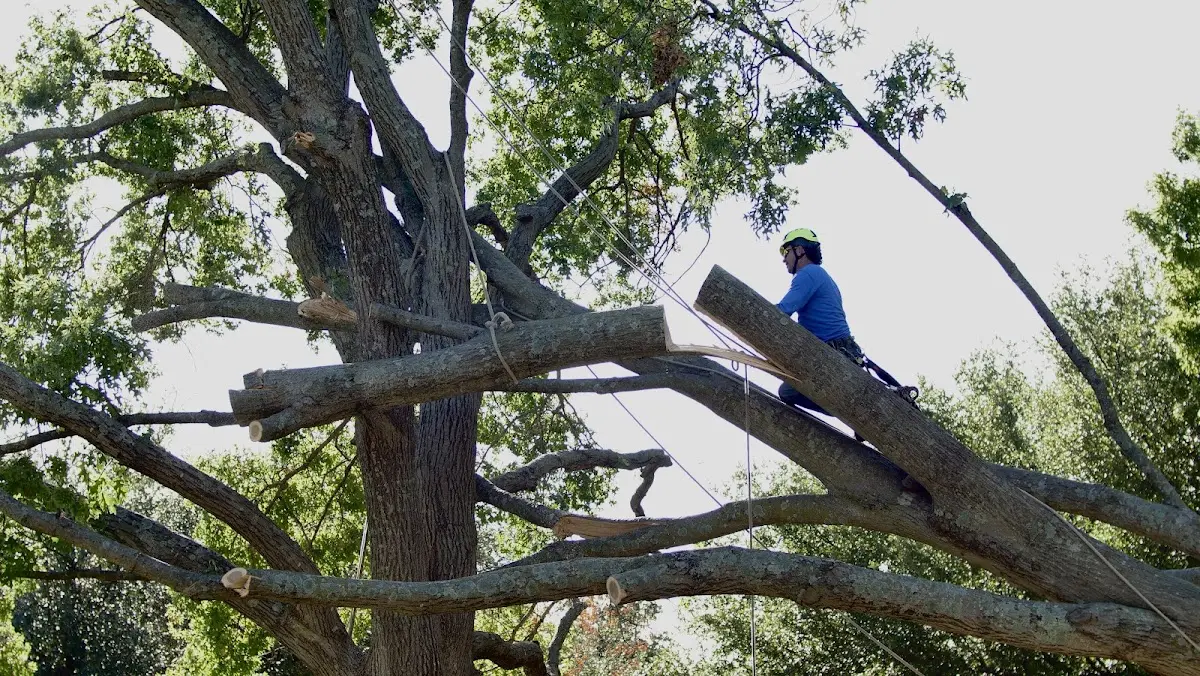 Professional Crown Thinning performed by certified arborists in Silver Grove